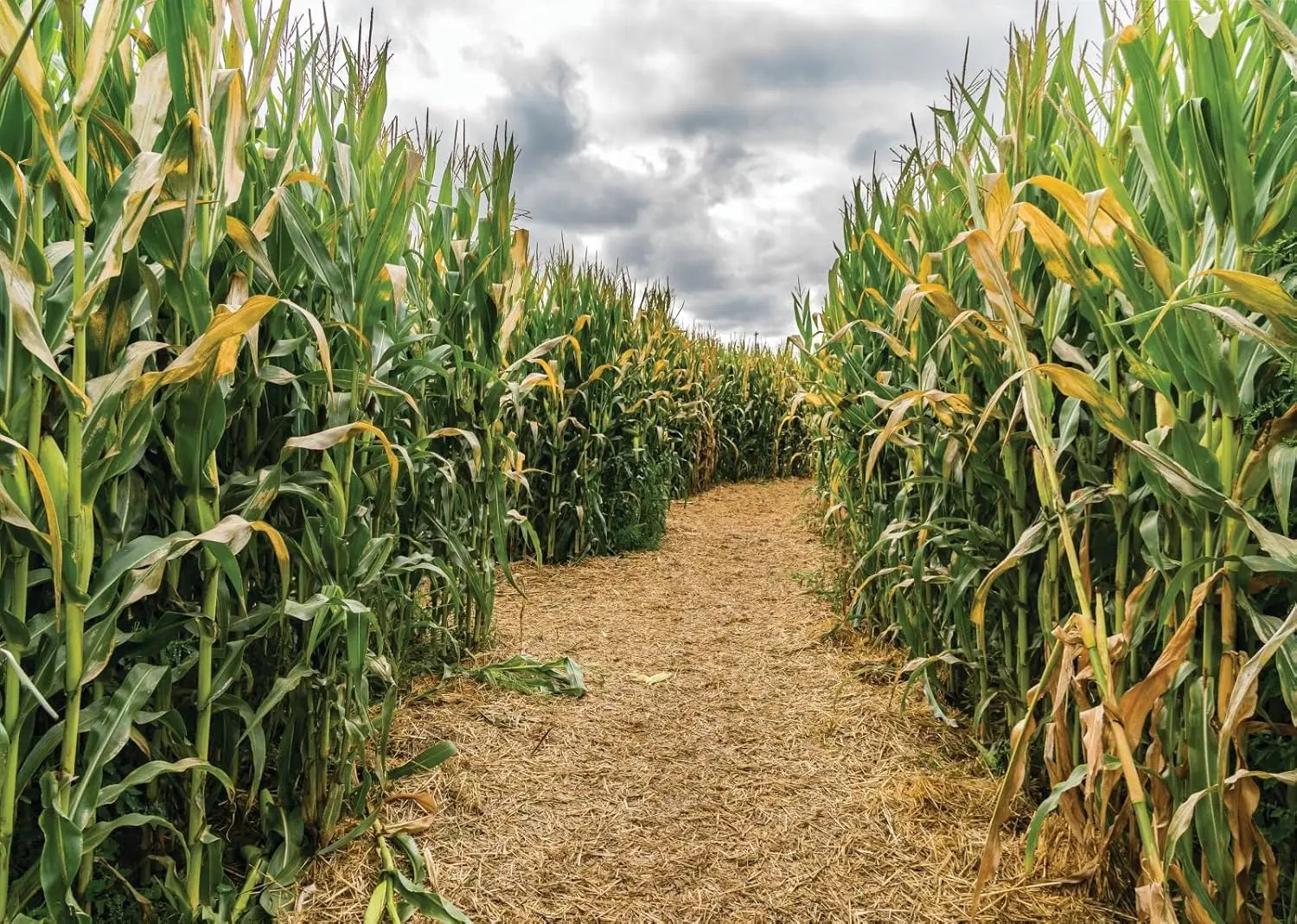 Agriculture Farming Background - Зеленый лабиринт из кукурузных полей, стебли