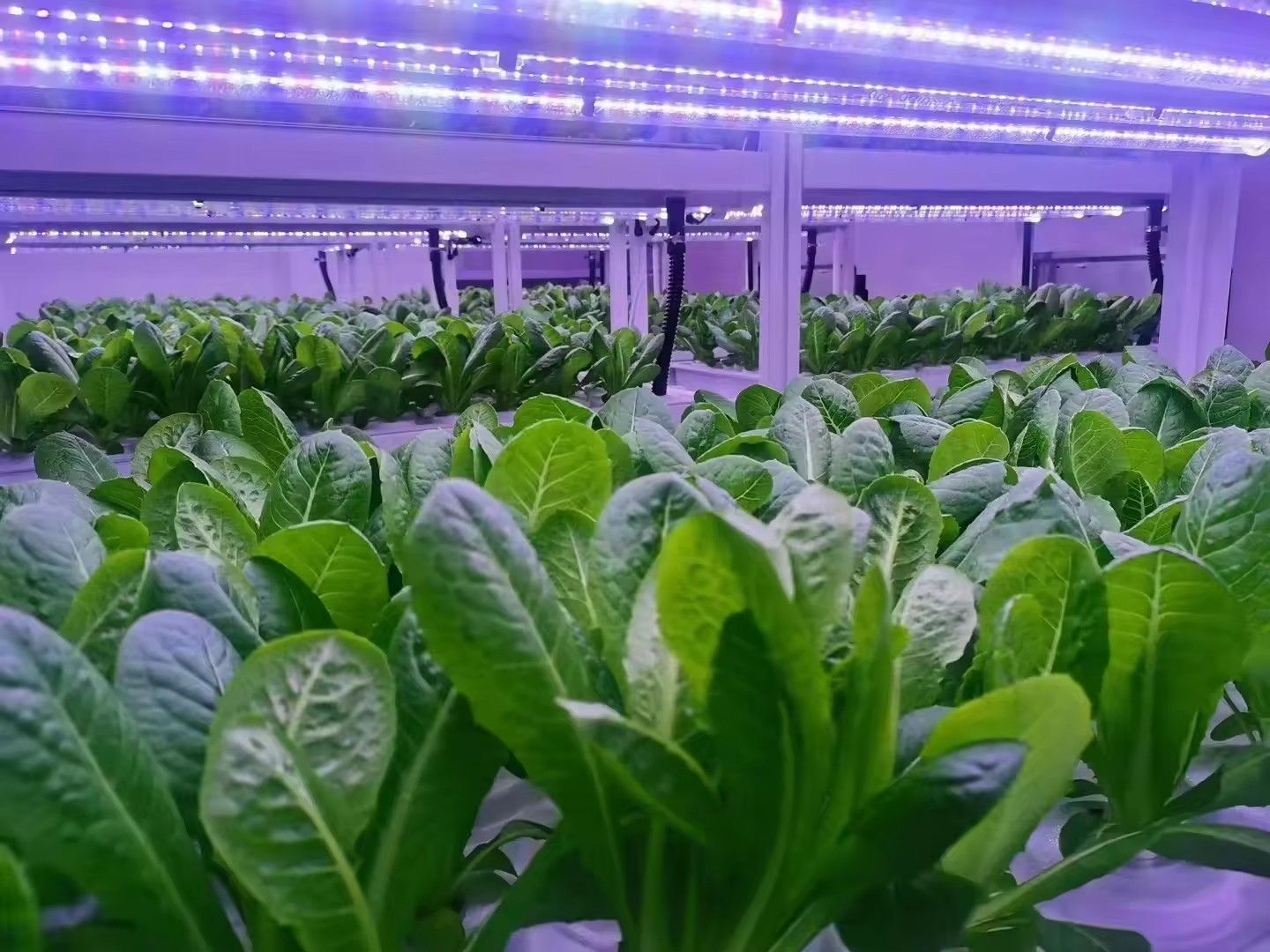 f Теплица Сельскохозяйственное – обзор и цена Agriculture Farming Vegetables